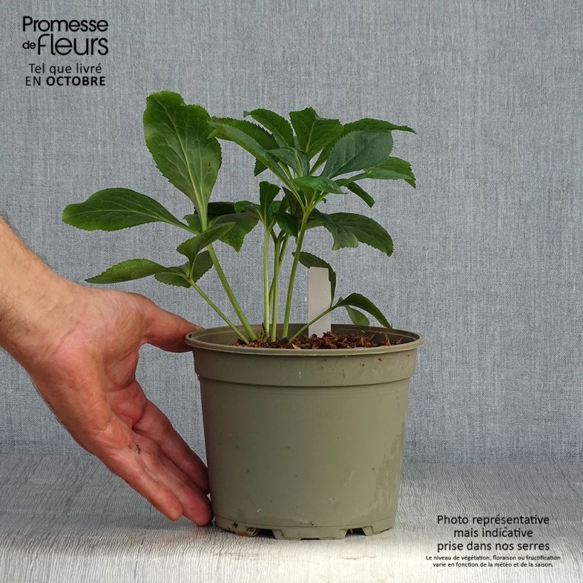 Helleborus hybridus Double White Red/Purple Edge 2L/3L pot sample as delivered in autumn