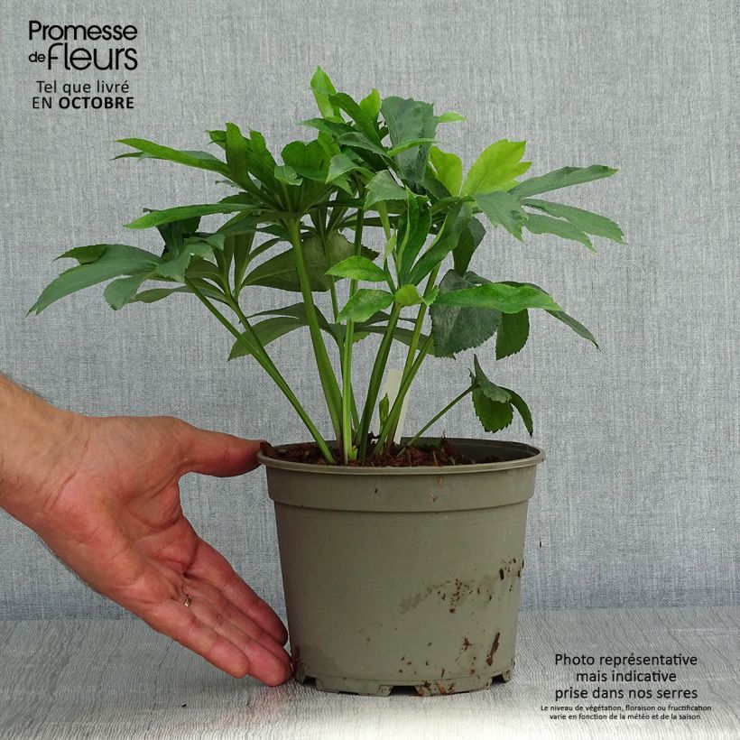 Helleborus hybridus Double Yellow Spotted 2L/3L pot sample as delivered in autumn