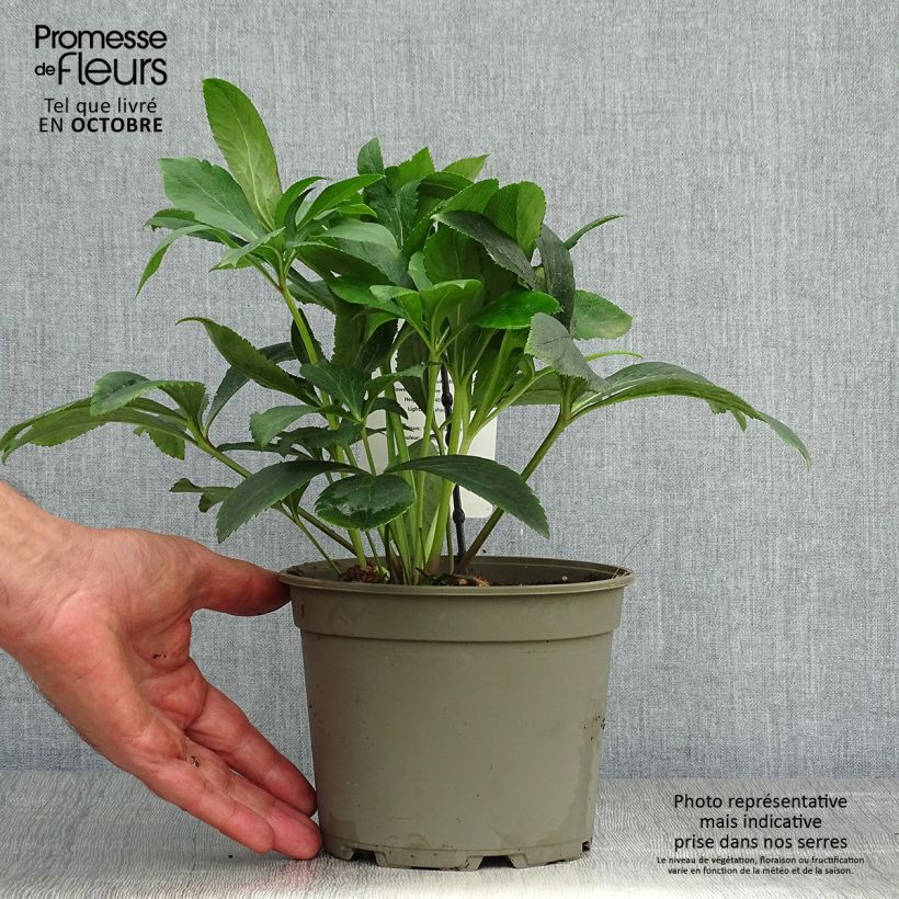 Helleborus hybridus Double Yellow 2L/3L pot sample as delivered in autumn
