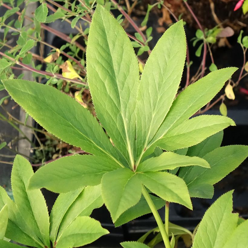 Helleborus hybridus Double Yellow (Foliage)