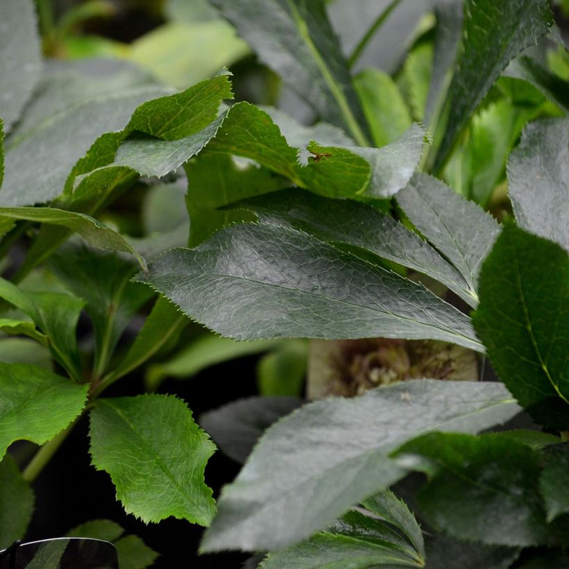 Helleborus hybridus Double Picotee (Foliage)