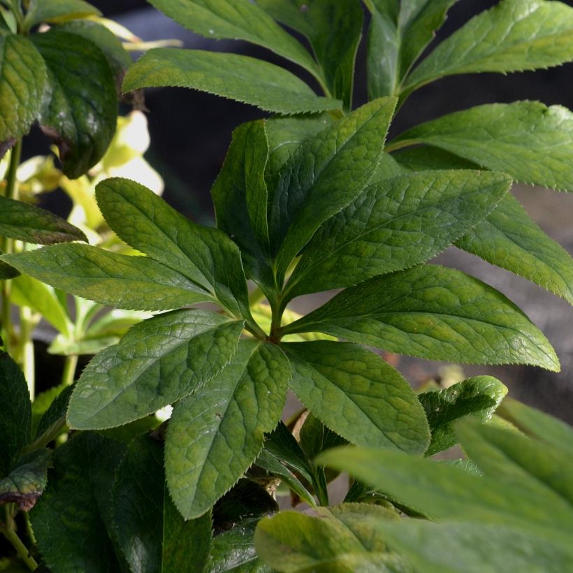 Helleborus hybridus Double Black (Foliage)