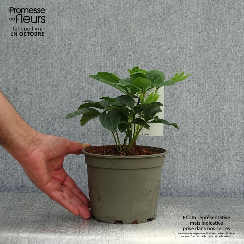 Helleborus Double Green - Hellebore 2L/3L pot sample as delivered in autumn