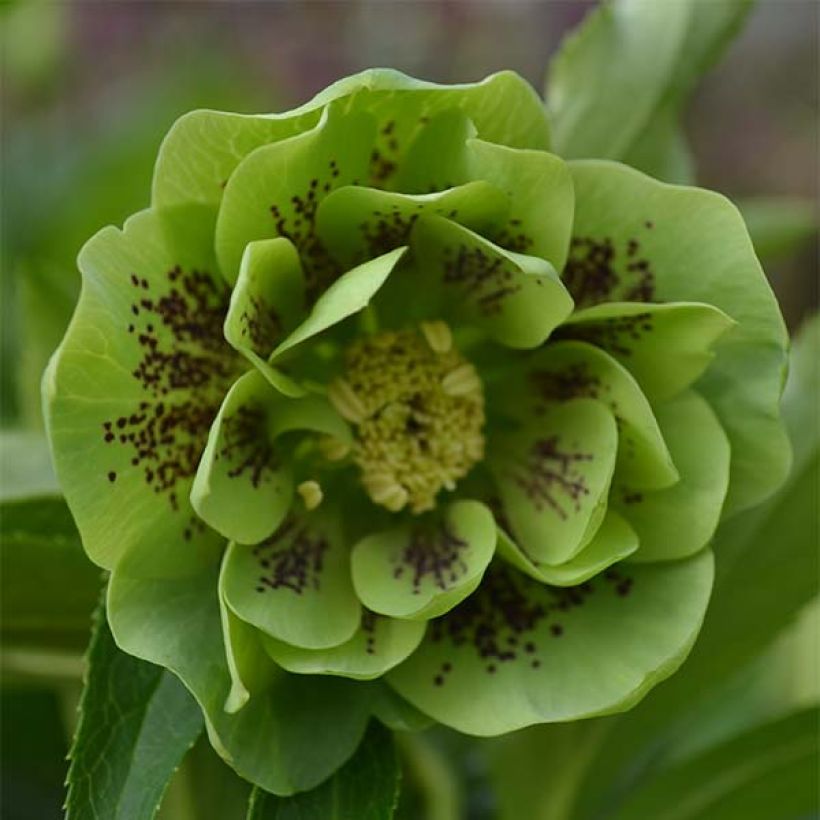 Helleborus hybridus Double Green Spotted (Flowering)