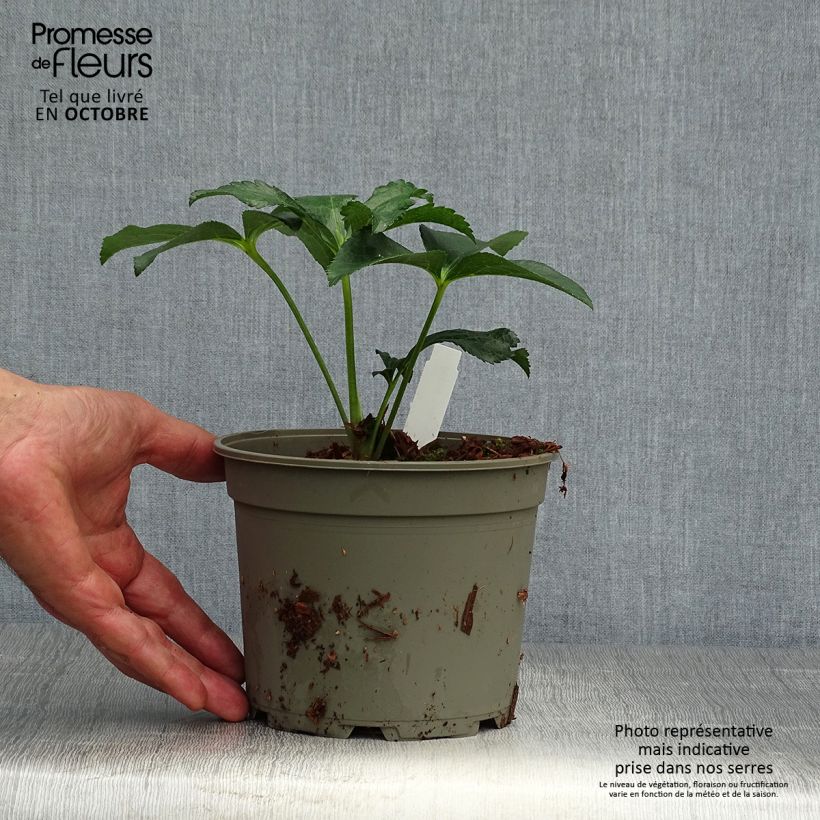 Helleborus hybridus Double Green Spotted 2L/3L pot sample as delivered in autumn