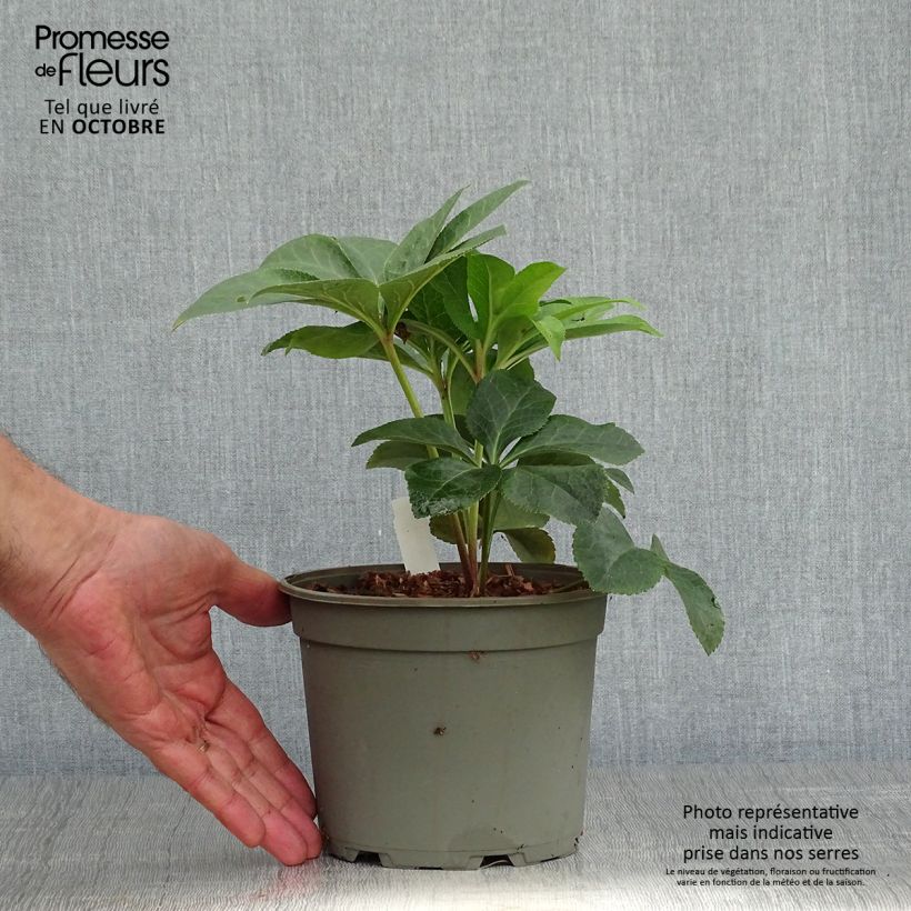 Helleborus hybridus Special Pink 2L/3L pot sample as delivered in autumn