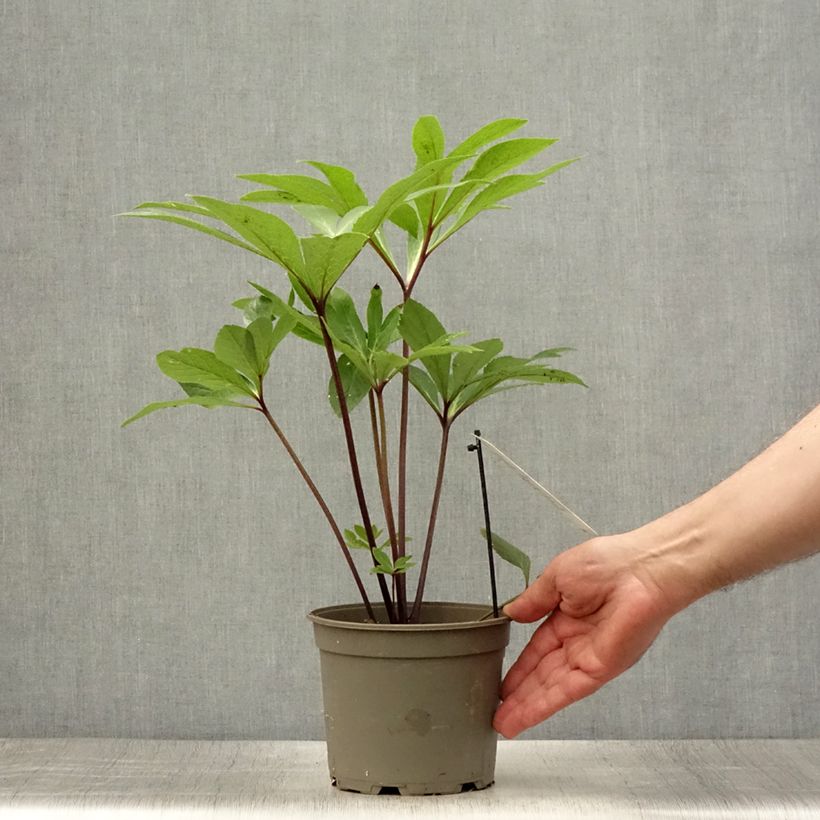 Helleborus hybridus Yellow Spotted 2L/3L pot sample as delivered in summer