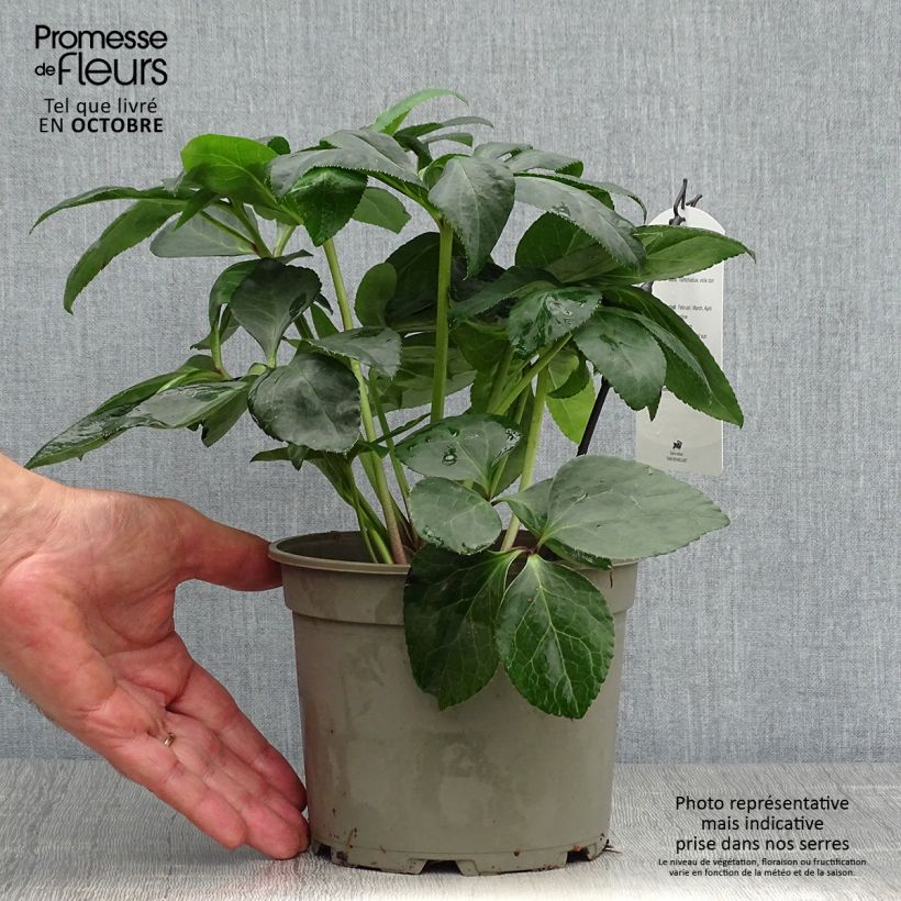 Helleborus hybridus Yellow 2L/3L pot sample as delivered in autumn