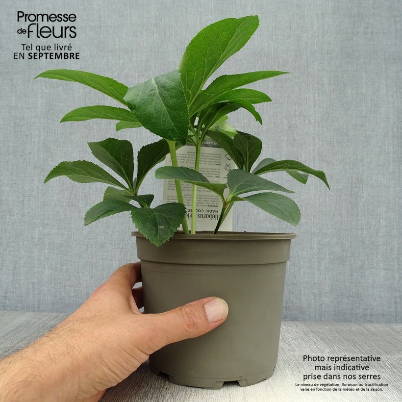 Helleborus hybridus Magic Apricot guttatus 2L/3L pot sample as delivered in autumn