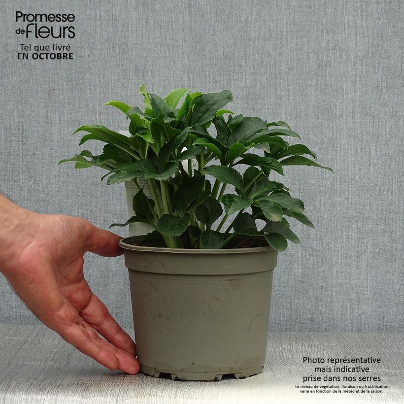 Helleborus Magic Aubergine 2L/3L pot sample as delivered in autumn
