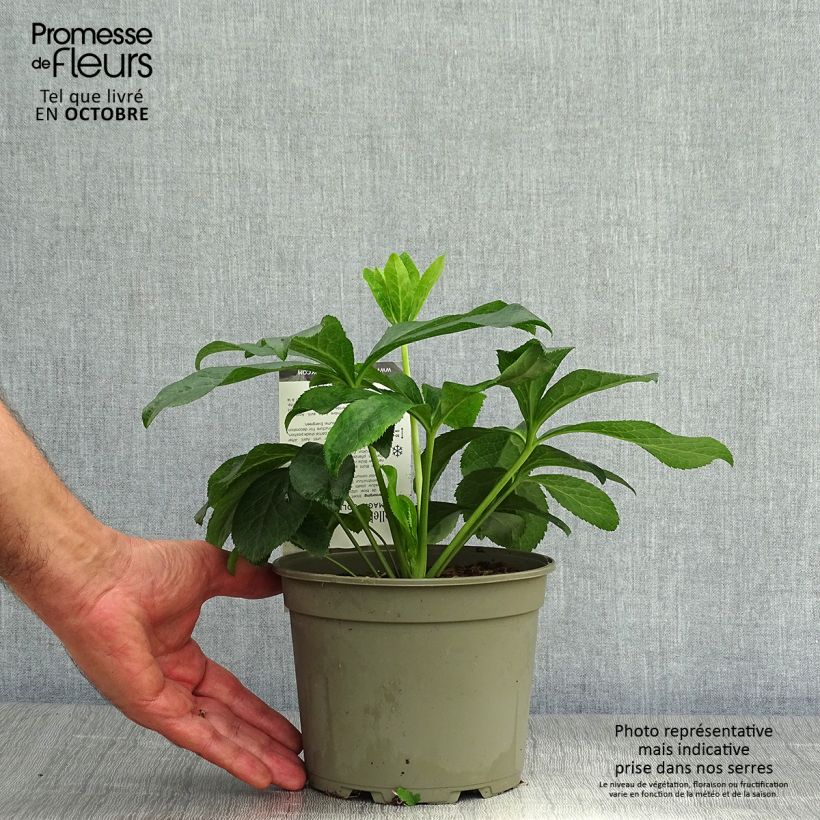 Helleborus hybridus Magic Double Rose 2L/3L pot sample as delivered in autumn