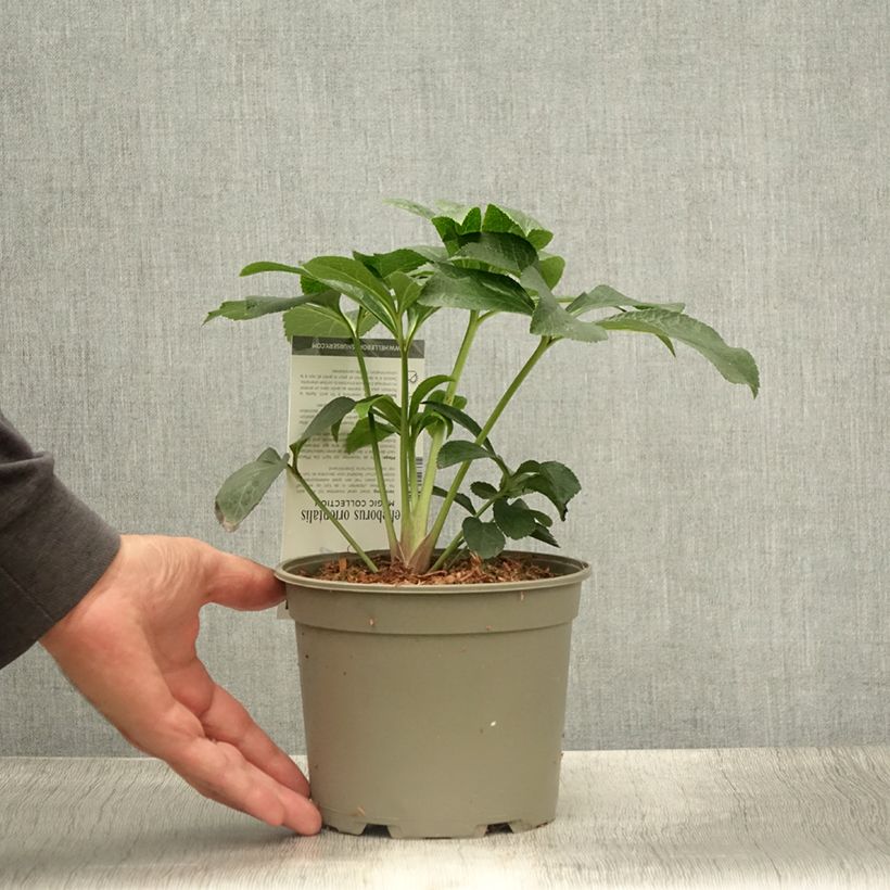 Helleborus hybridus Magic Double Red 2L/3L pot sample as delivered in summer