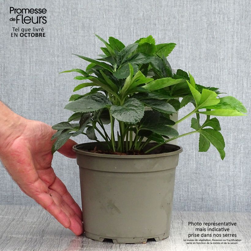 Helleborus hybridus Magic Rouge 2L/3L pot sample as delivered in autumn
