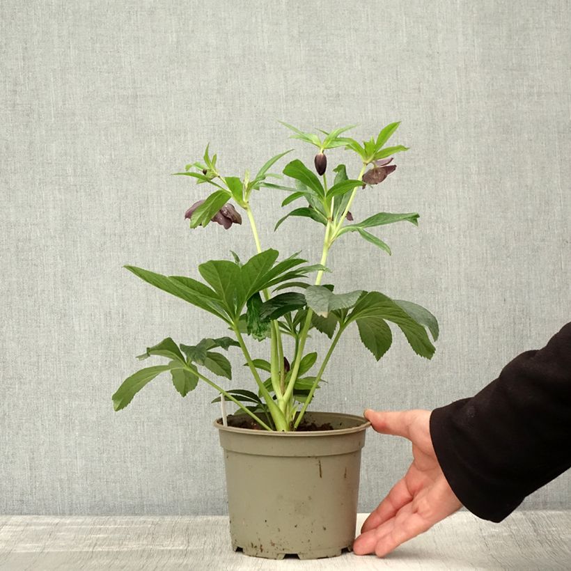 Helleborus x hybridus Black 1.5L/2L pot sample as delivered in autumn