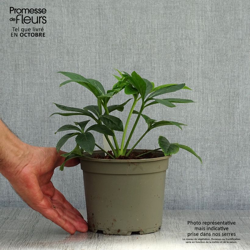 Helleborus hybridus Peach with Red Centre 2L/3L pot sample as delivered in autumn