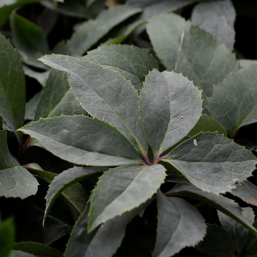 Helleborus orientalis Picotee (Foliage)