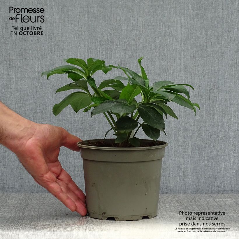 Helleborus orientalis Picotee 2L/3L pot sample as delivered in autumn