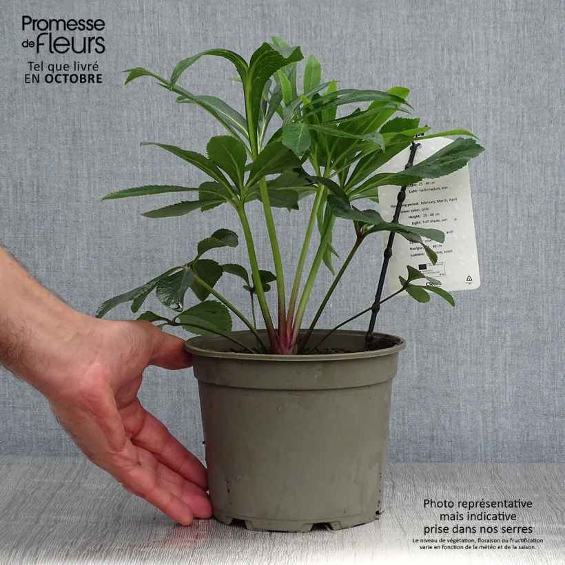 Helleborus hybridus Pink 2L/3L pot sample as delivered in autumn