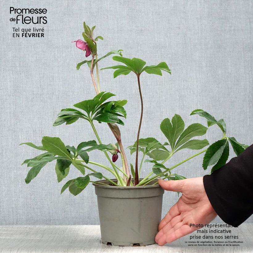 Helleborus hybridus Red 2L/3L pot sample as delivered in winter