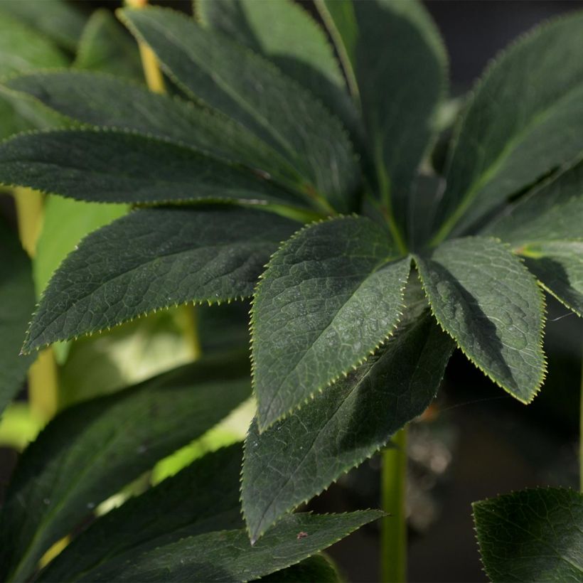 Helleborus hybridus Slaty Blue (Foliage)