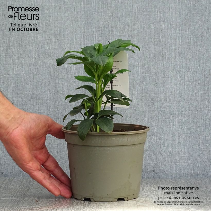 Helleborus hybridus Slaty Blue 2L/3L pot sample as delivered in autumn