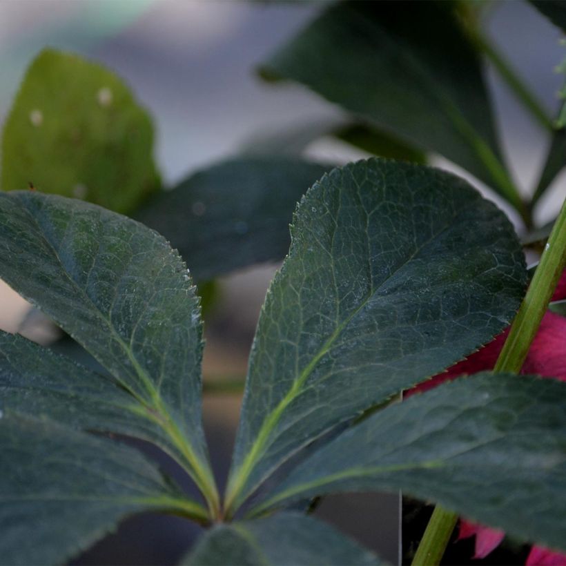 Helleborus hybridus Super Yellow (Foliage)