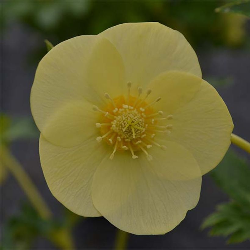 Helleborus hybridus Super Yellow (Flowering)