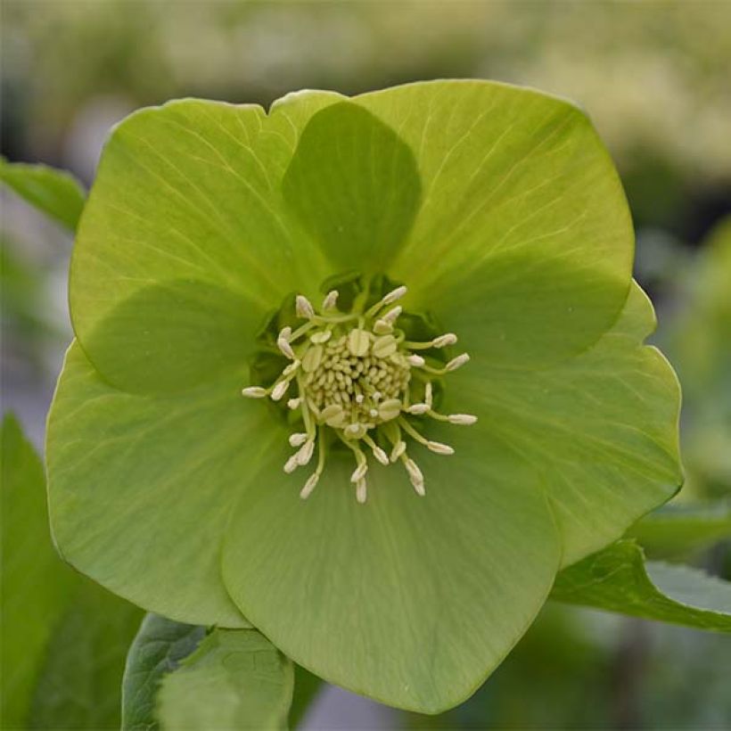 Helleborus hybridus Green-flowered (Foliage)