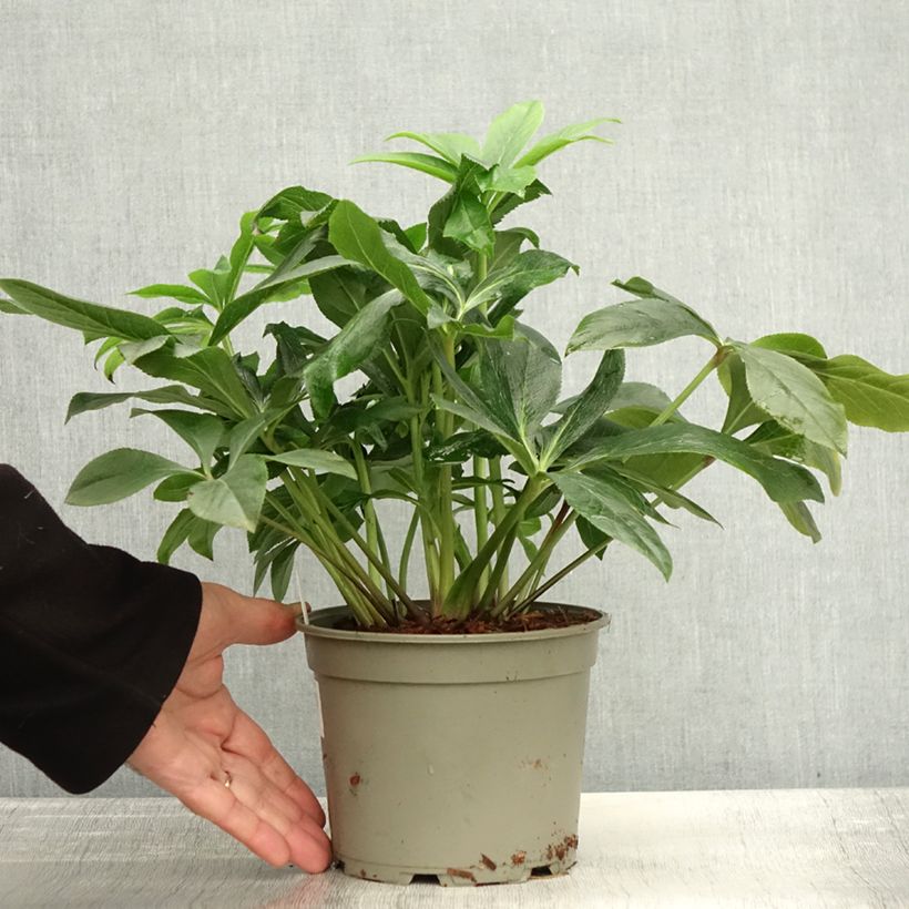 Helleborus hybridus ViV Carlotta 2L/3L pot sample as delivered in autumn