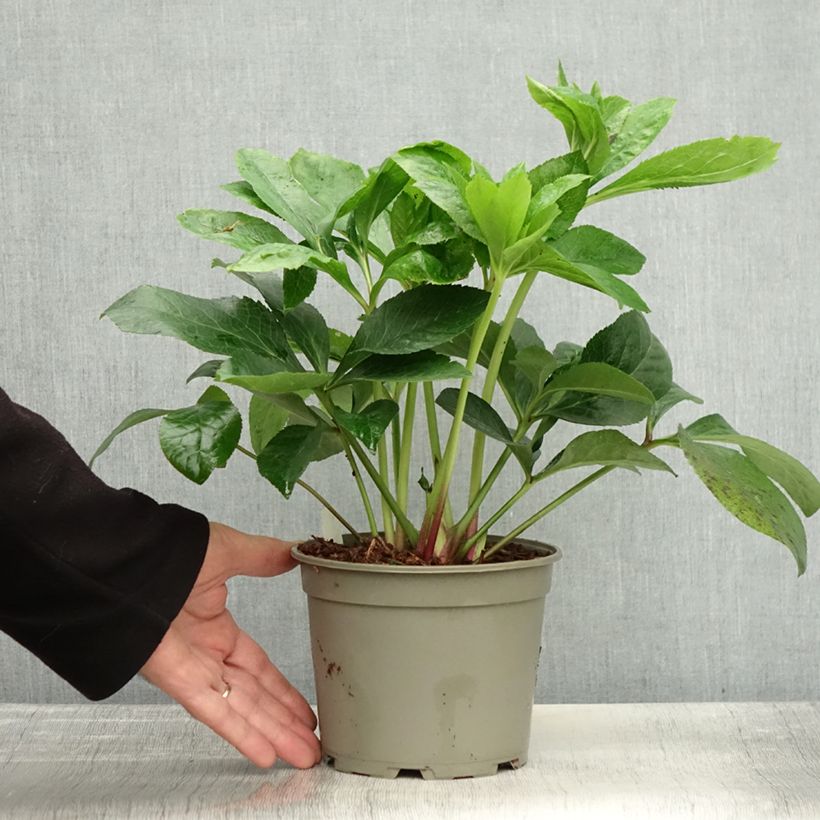 Helleborus hybridus ViV Cinzia 2L/3L pot sample as delivered in autumn