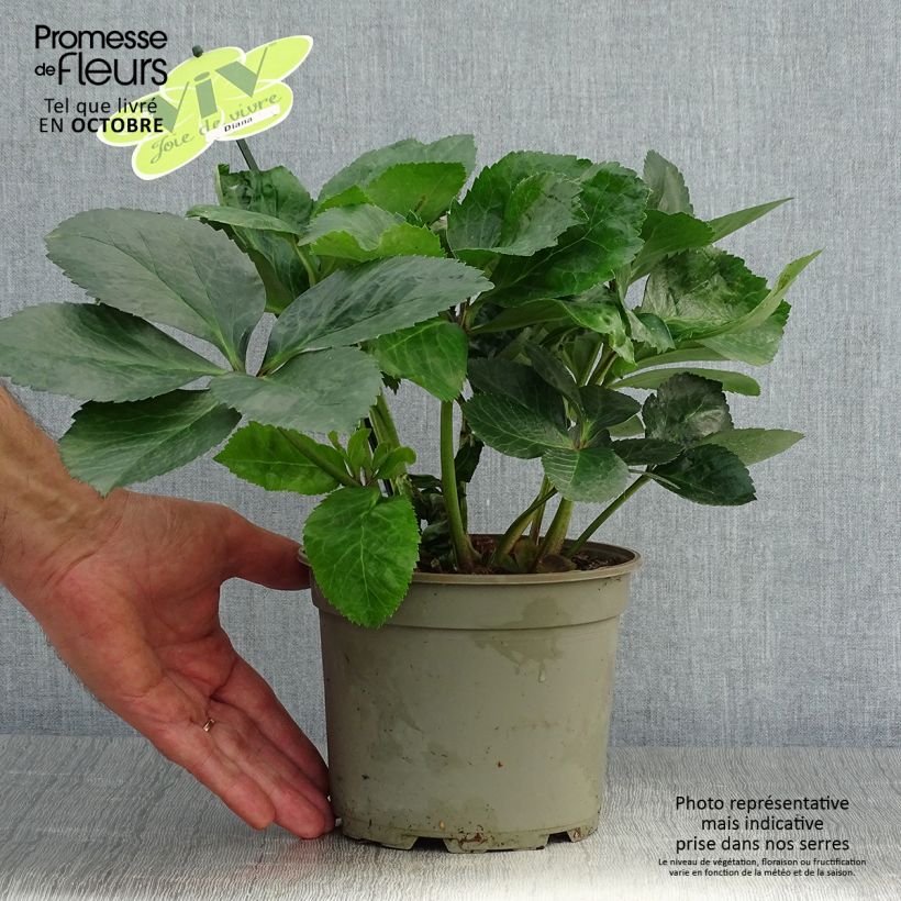 Helleborus hybridus ViV Diana 2L/3L pot sample as delivered in autumn