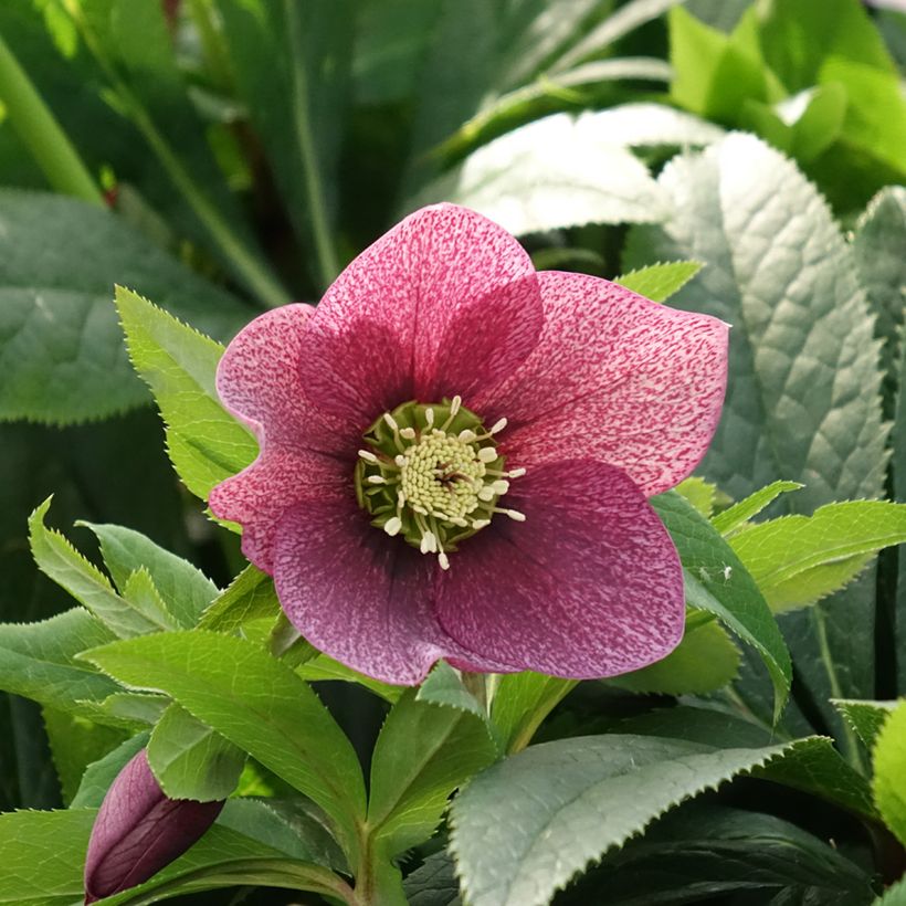 Helleborus hybridus ViV Eloisa (Flowering)