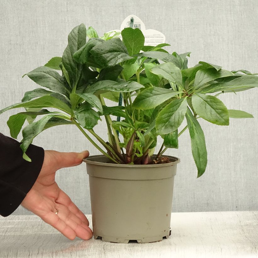 Helleborus hybridus ViV Maeva 2L/3L pot sample as delivered in autumn