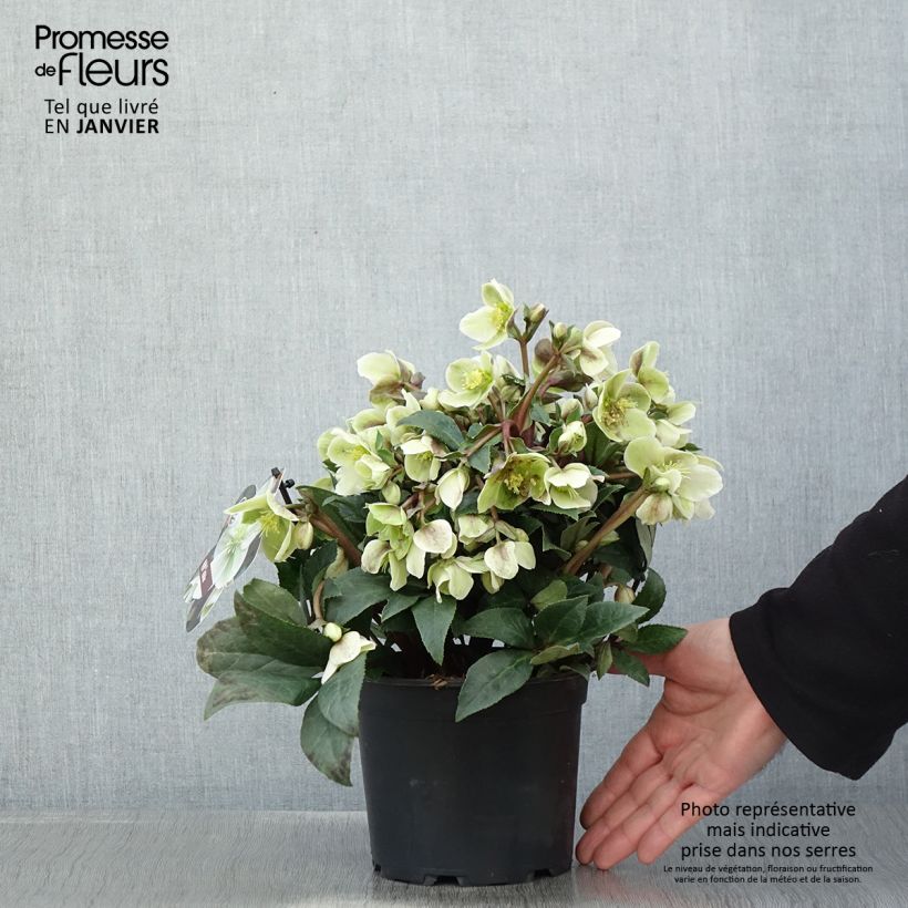 Helleborus hybridus (orientalis) ViV Olivia 1L/1.5L pot sample as delivered in winter