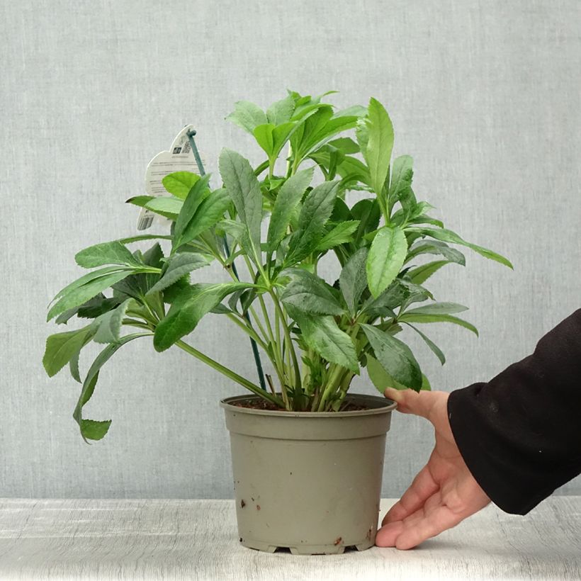 Helleborus hybridus ViV Victoria 2L/3L pot sample as delivered in autumn