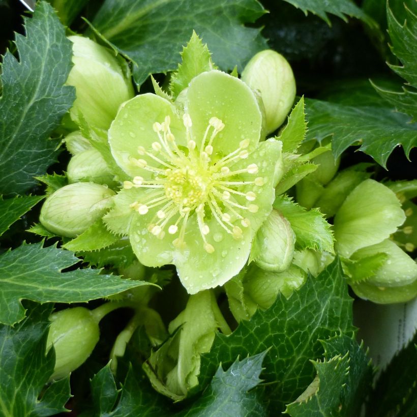 Helleborus sternii Boughton Beauty (Flowering)