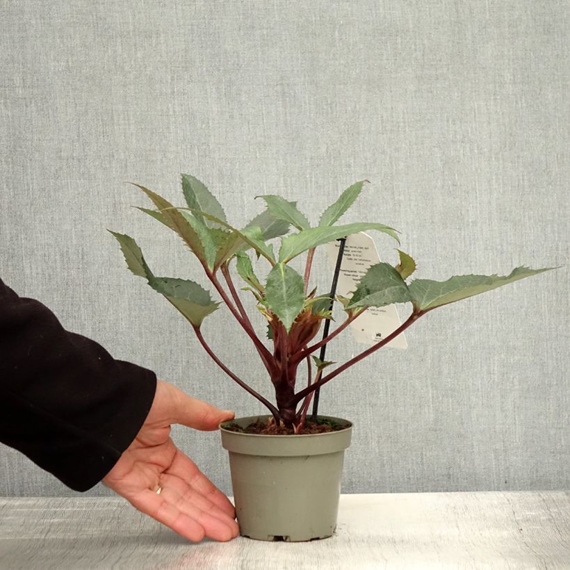 Helleborus sternii Boughton Beauty 1L/1.5L pot sample as delivered in autumn