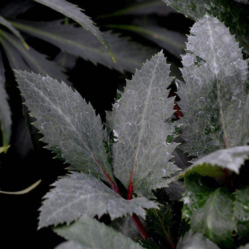 Helleborus sternii Flame (Foliage)