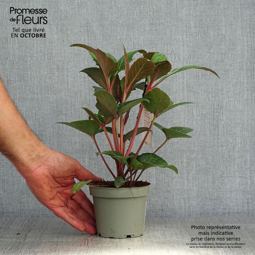 Helleborus sternii Flame 12cm pot sample as delivered in autumn