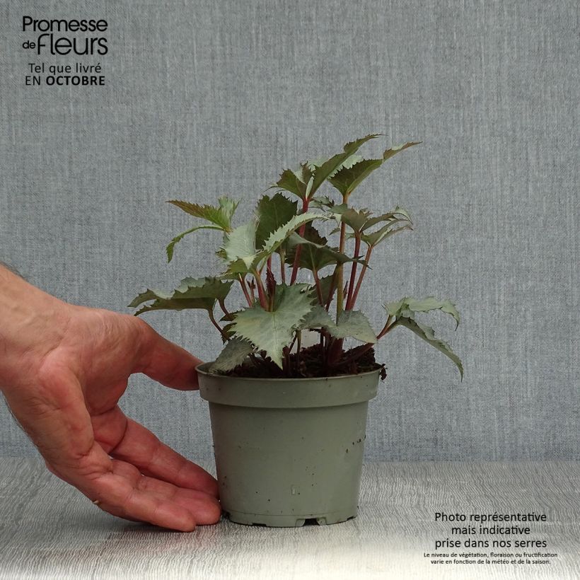 Helleborus sternii Grey Star - Sterns Hellebore 1L/1.5L pot sample as delivered in autumn
