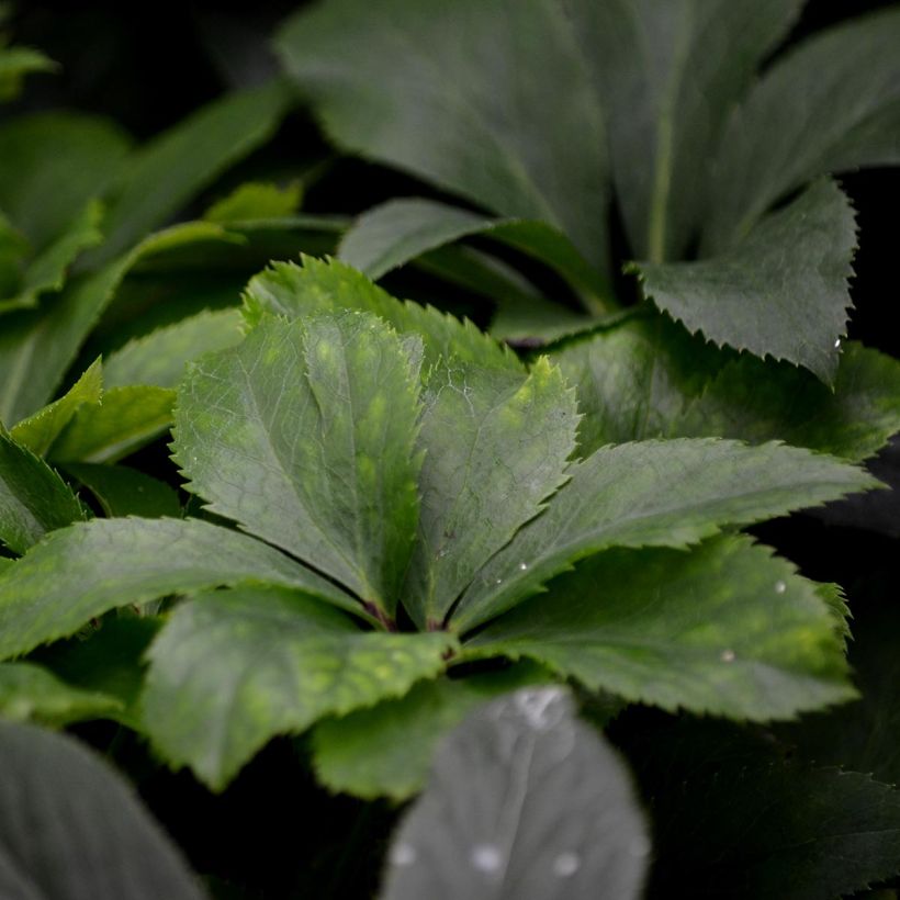 Helleborus torquatus (Foliage)