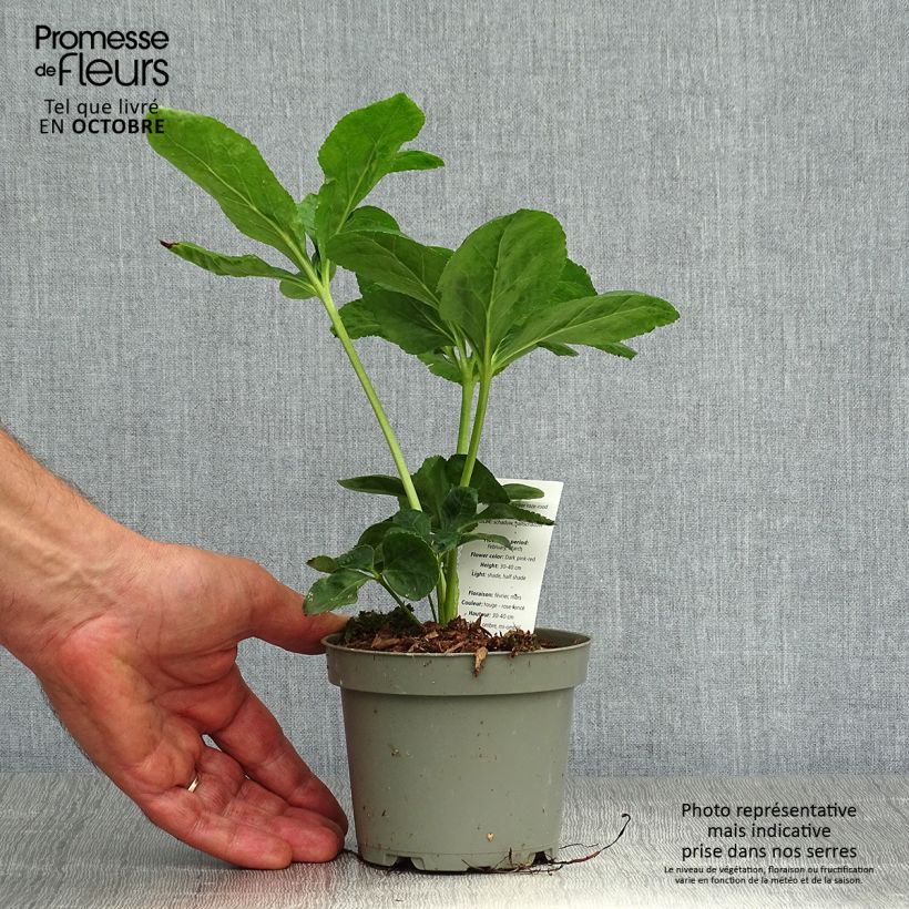 Helleborus orientalis subsp. abchasicus 12cm pot sample as delivered in autumn