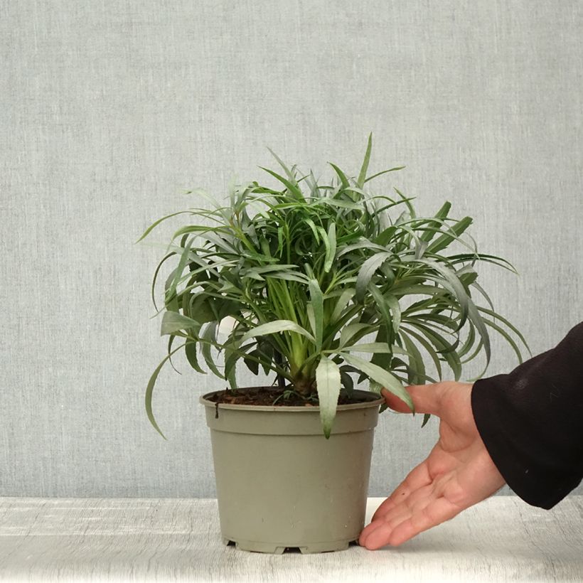 Helleborus foetidus Sopron 1L/1.5L pot sample as delivered in autumn