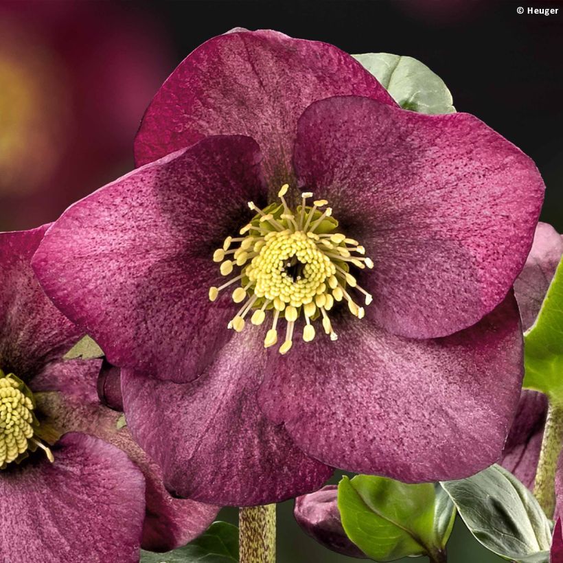 Helleborus HGC Leila (Flowering)