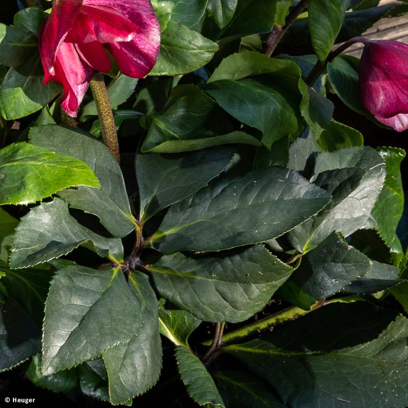 Helleborus HGC Leona (Foliage)