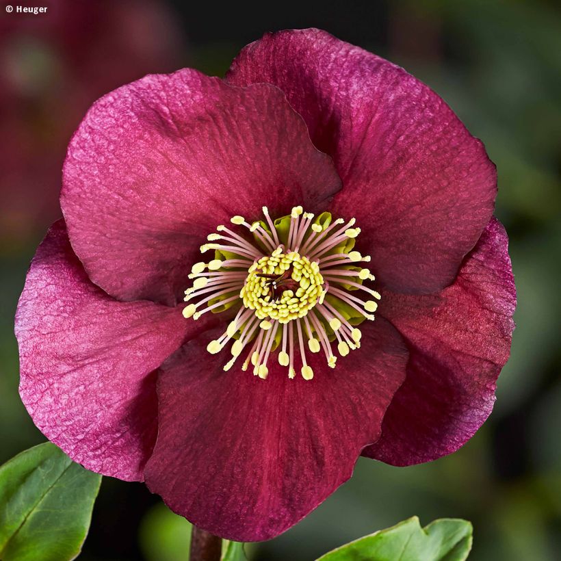 Helleborus HGC Leona (Flowering)