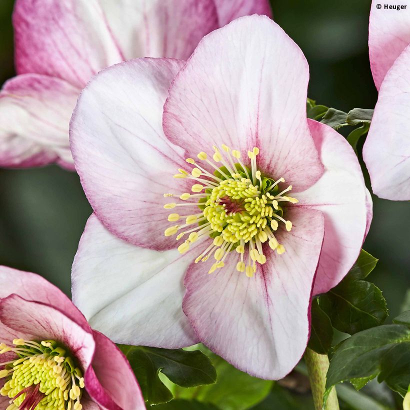 Helleborus HGC Liara (Flowering)