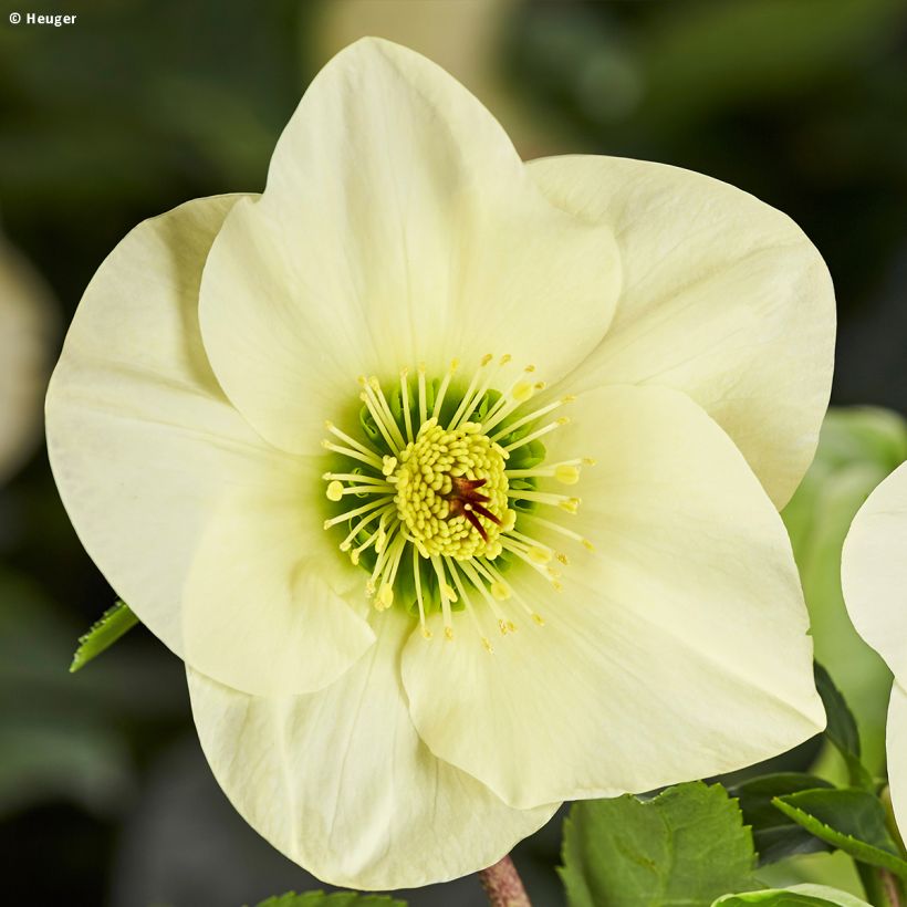 Helleborus HGC Linda (Flowering)