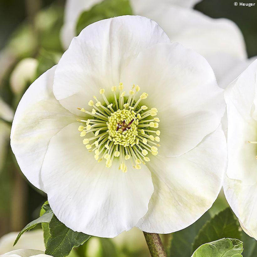 Helleborus HGC Linn (Flowering)