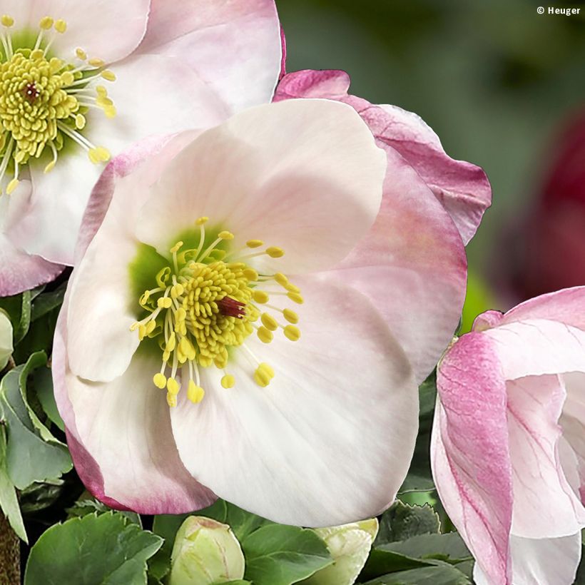 Helleborus lemperii Lola (Flowering)